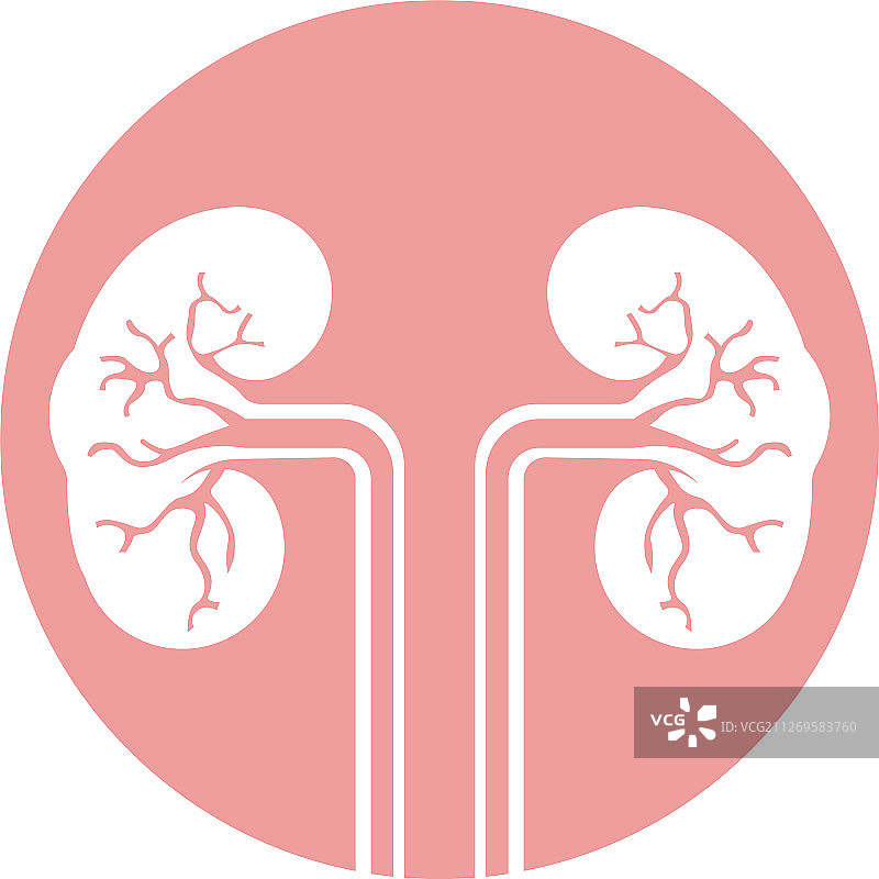 肾脏图片素材