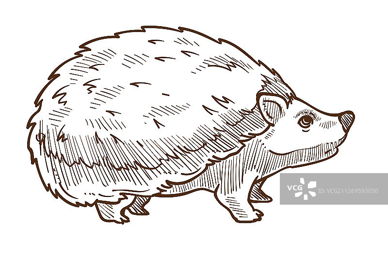 带刺的野生森林动物刺猬图片素材