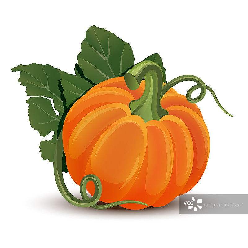 白色背景上带有树叶的南瓜图片素材