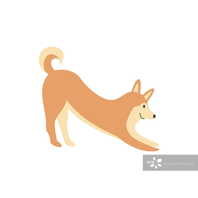 微笑和伸展的可爱棕色柴犬图片素材