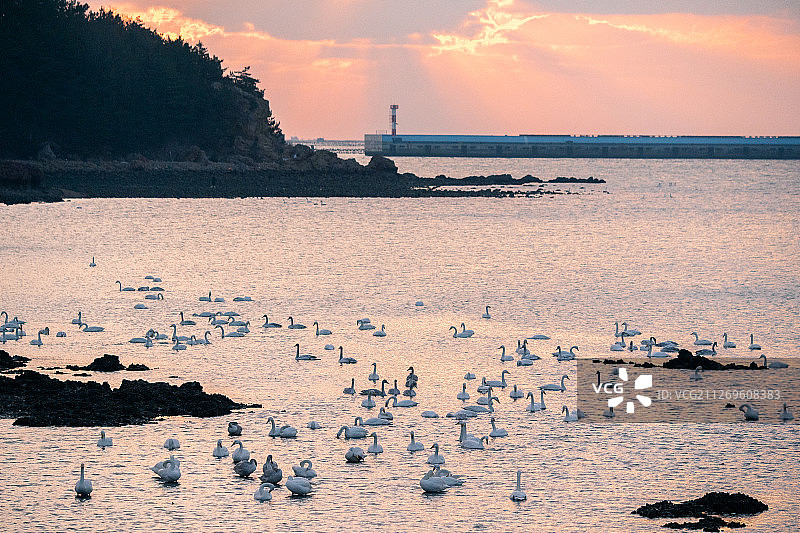 晨曦里的天鹅湾图片素材
