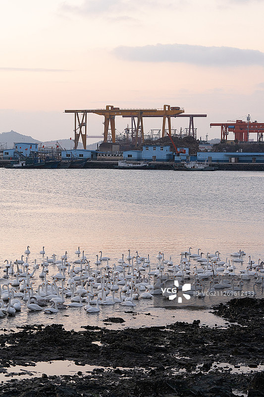 码头边上的天鹅湖图片素材