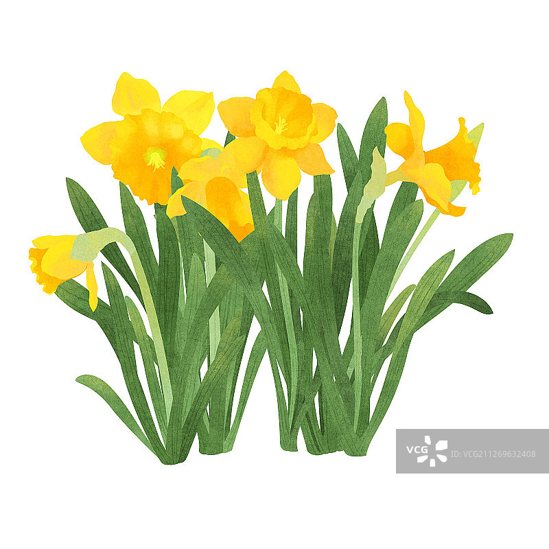 节气一月小寒盛开的黄水仙插画图片素材