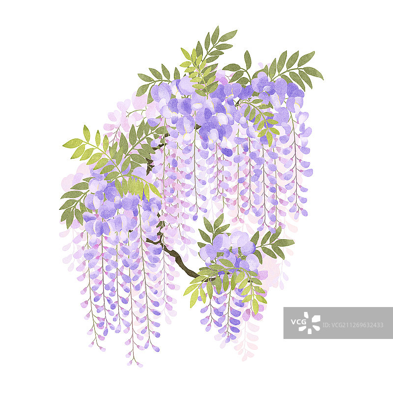 节气四月谷雨盛开的紫藤花插画图片素材