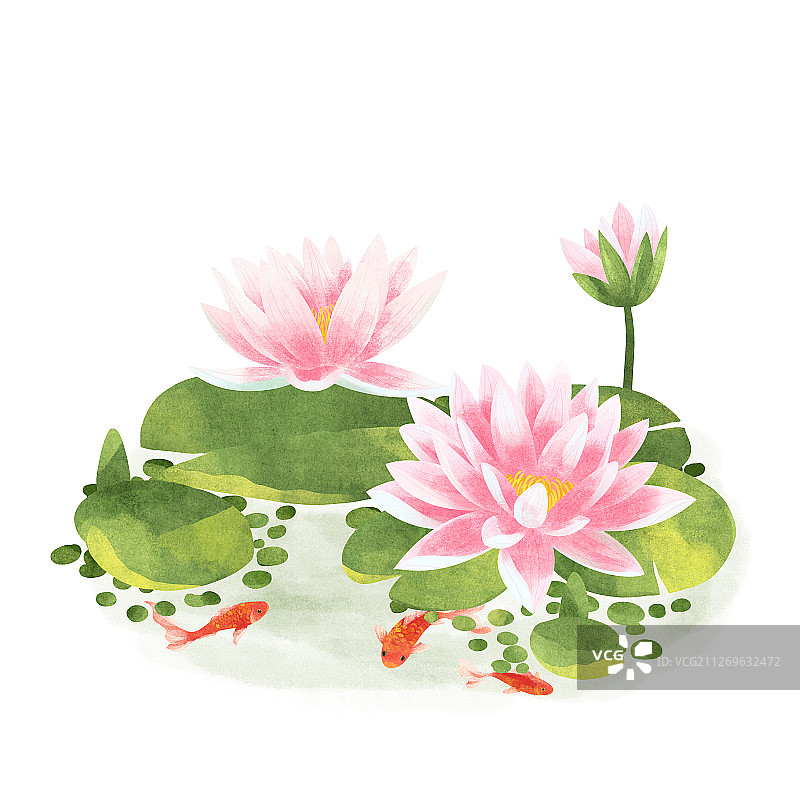 节气八月盛开的睡莲与锦鲤插画图片素材
