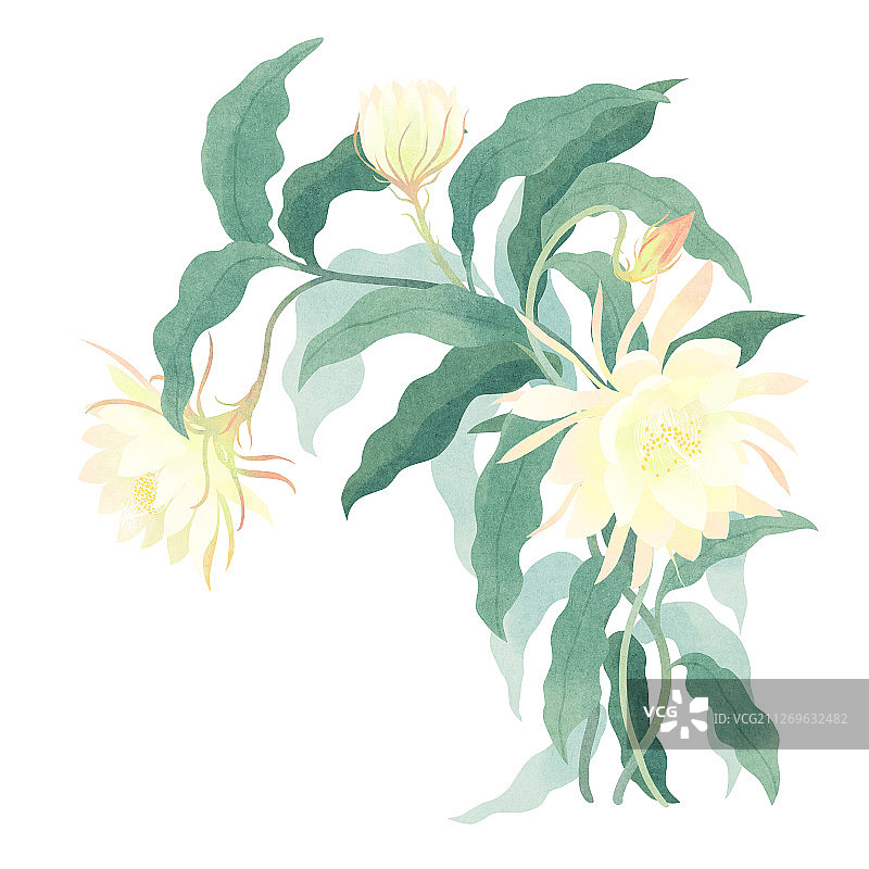 节气九月白露盛开的昙花插画图片素材