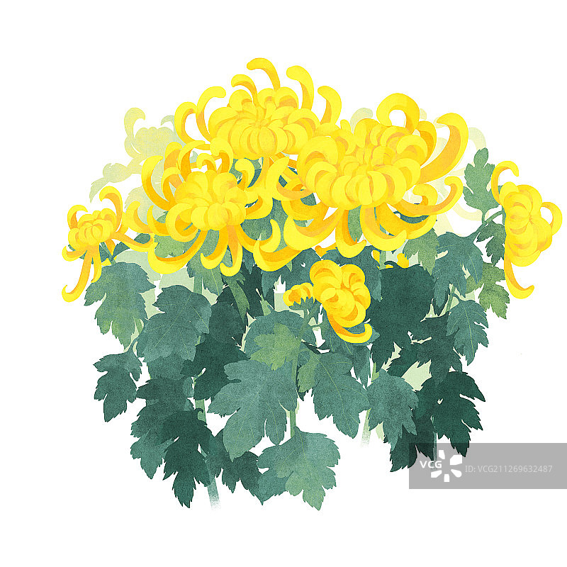 节气九月秋分盛开的菊花插画图片素材