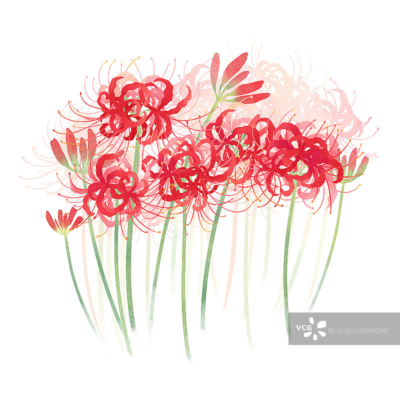 节气十月霜降盛开的彼岸花插画图片素材