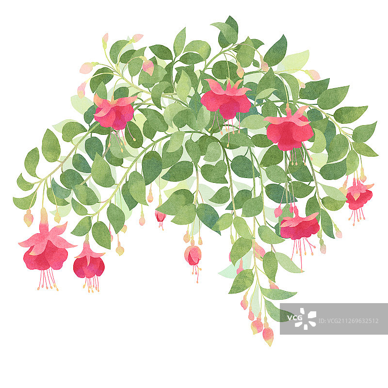 节气十二月大雪盛开的玫红色倒挂金钟插画图片素材