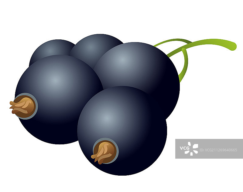 黑加仑子图片素材