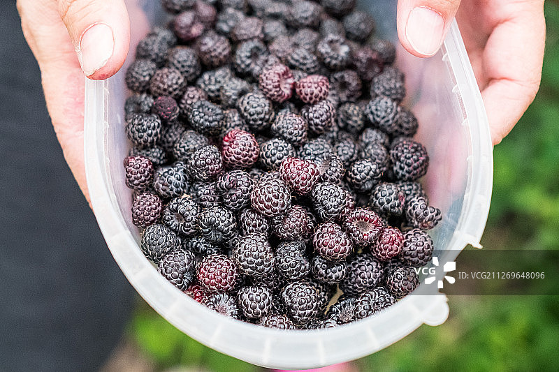 黑覆盆子（西方悬钩子）特写图片素材