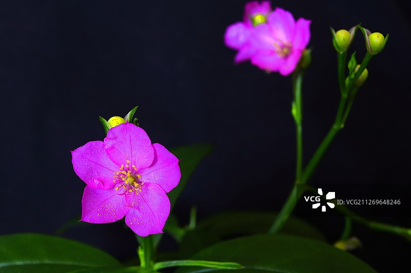 花的特写图片素材