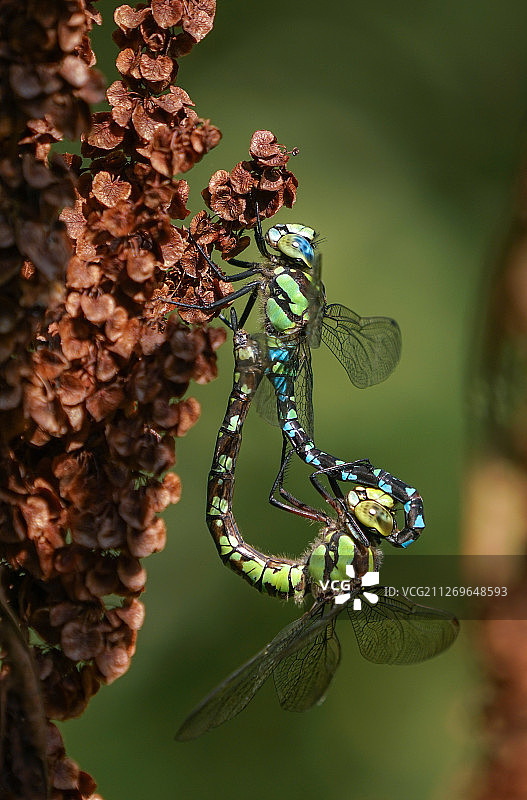 两只蓝斑晏蜓交配图片素材