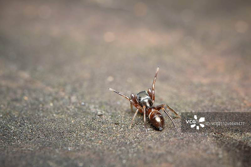 类似蚂蚁的蜘蛛特写图片素材