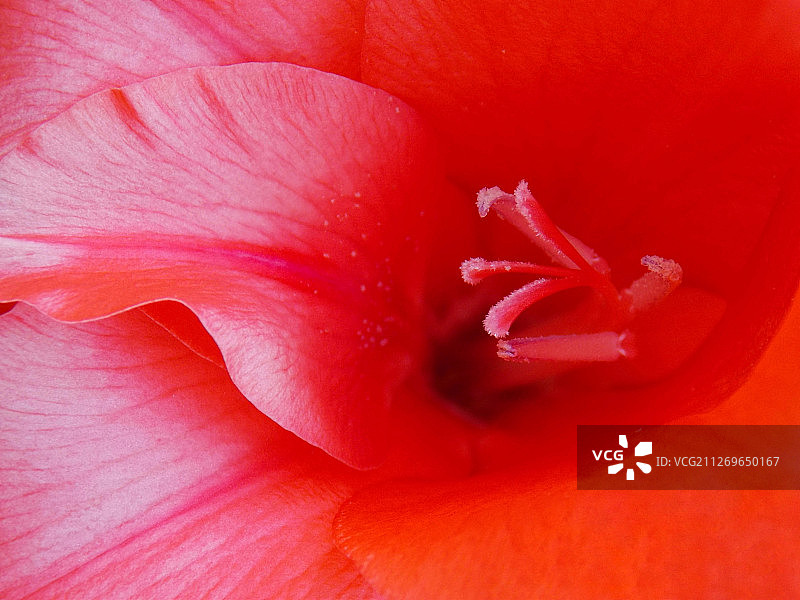 红色百合花特写图片素材