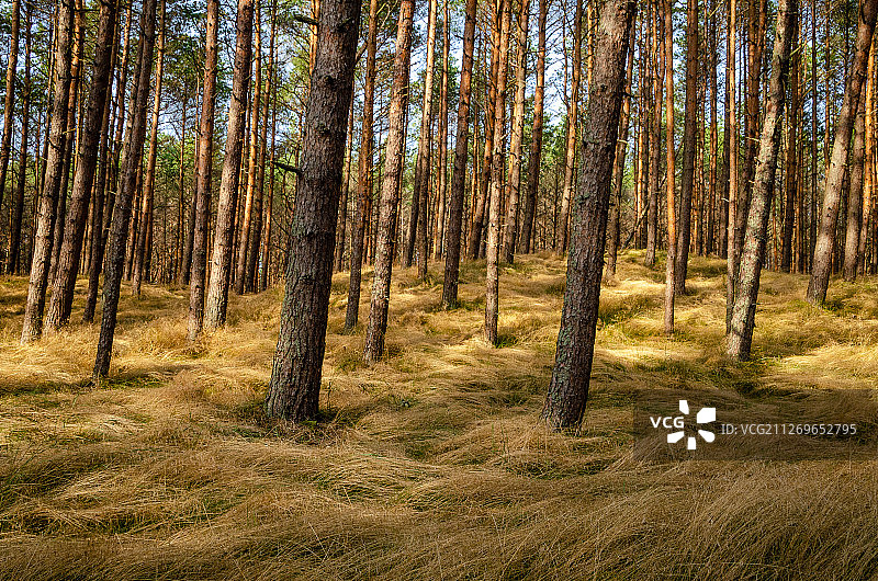 茂密的松树林景观图片素材