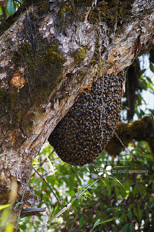 蜂群悬挂在树上图片素材