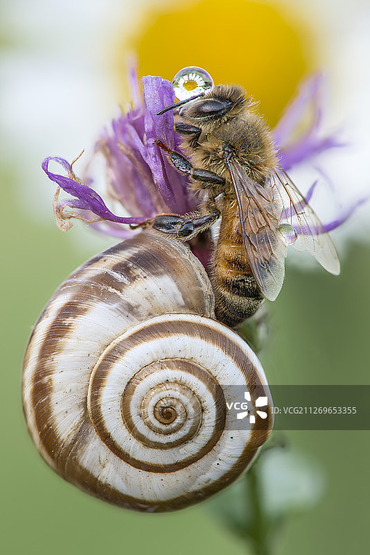 蜜蜂与蜗牛在紫色花朵上的特写图片素材