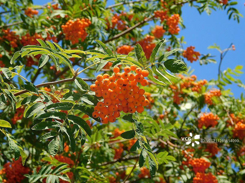 花楸树上的成熟花楸浆果特写图片素材