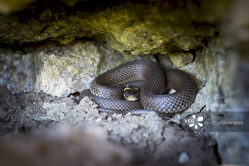 岩石间的草蛇图片素材