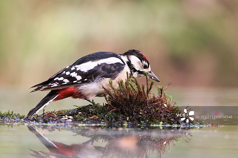 荷兰马尔克洛的啄木鸟图片素材