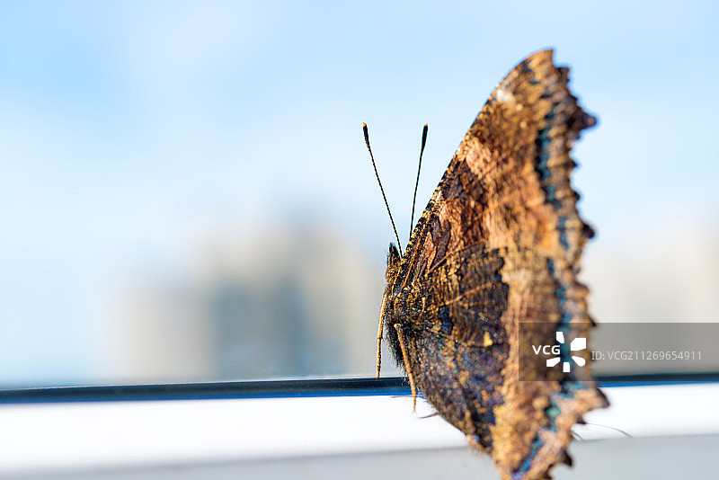 窗边蝴蝶特写图片素材