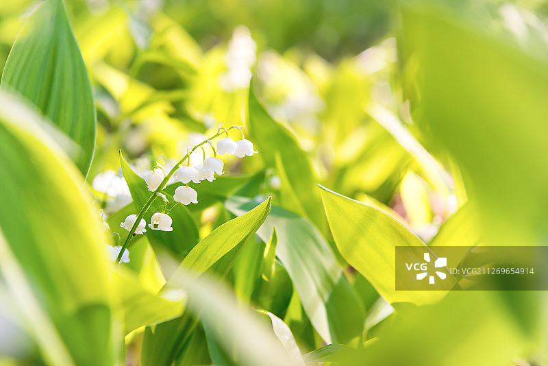 铃兰花特写图片素材