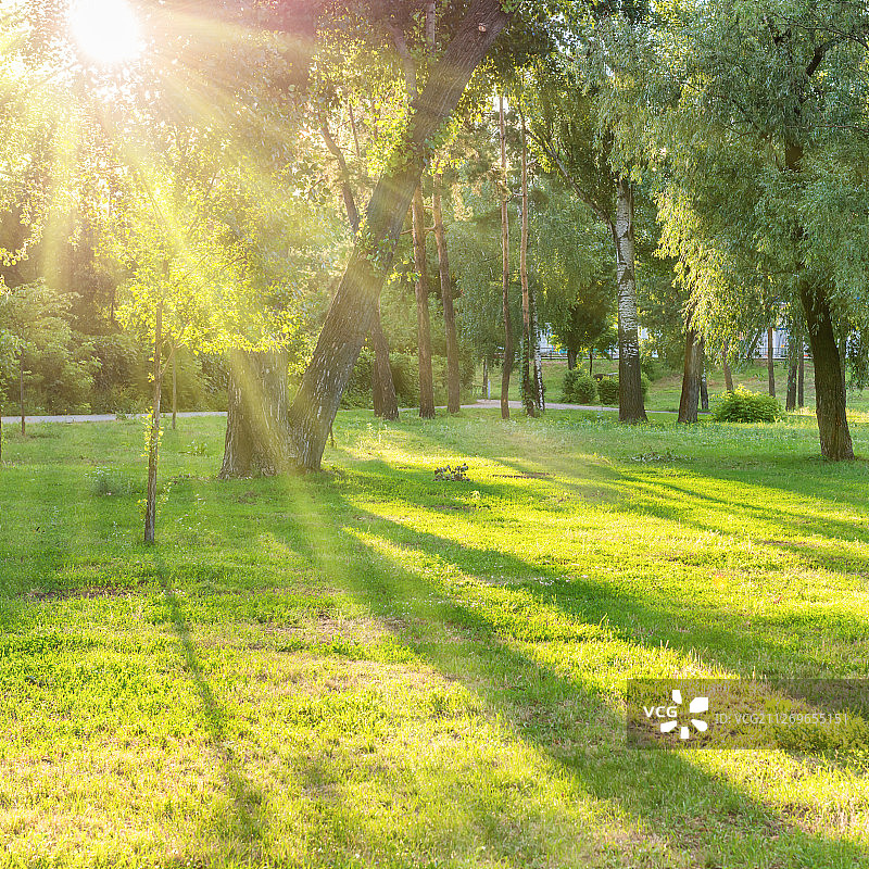 绿色公园里的阳光图片素材