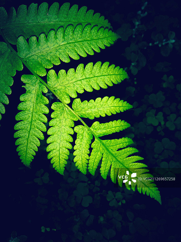 三叶草背景下的蕨类叶子特写图片素材