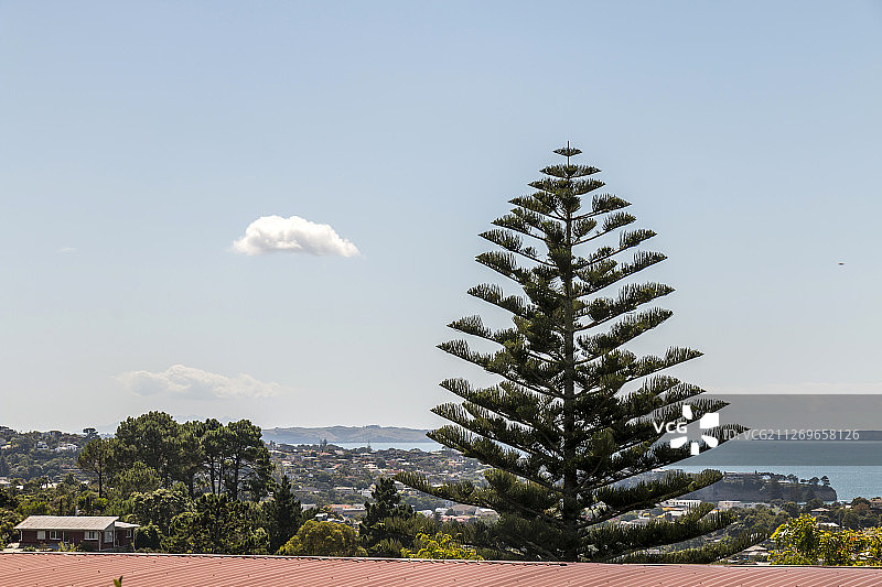 新西兰奥克兰棕湾的海岸树木图片素材