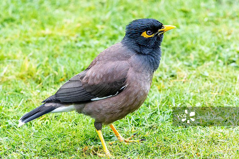 草地上毛脚mynah鸟的特写，吉斯伯恩，新西兰图片素材