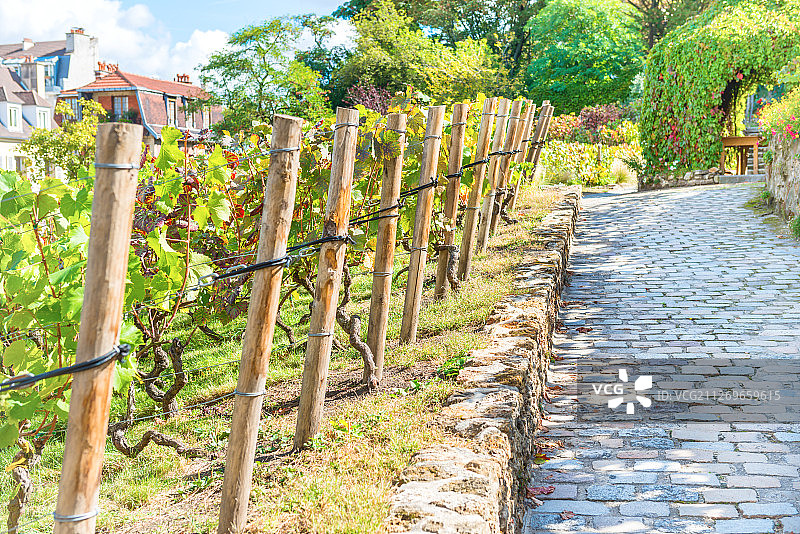 法国巴黎蒙马特葡萄园风光图片素材