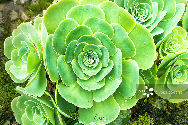 紫羊绒特写图片素材