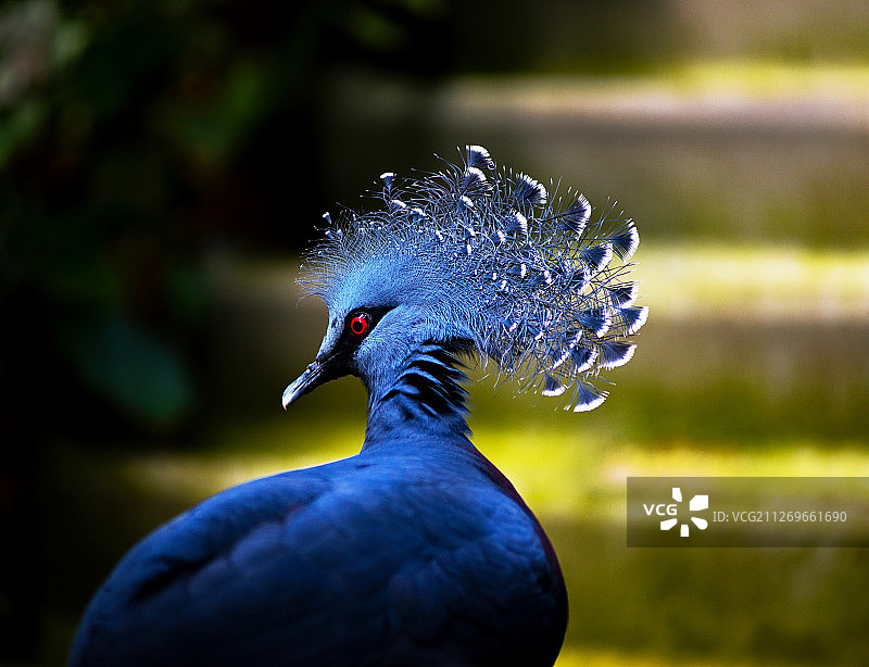 维多利亚凤冠鸠特写图片素材