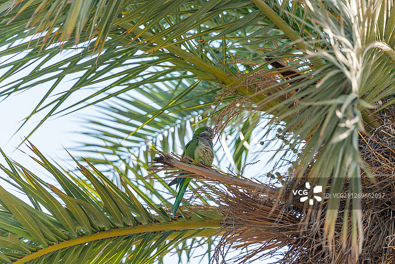 西班牙加泰罗尼亚巴塞罗那棕榈树上的和尚鹦鹉图片素材