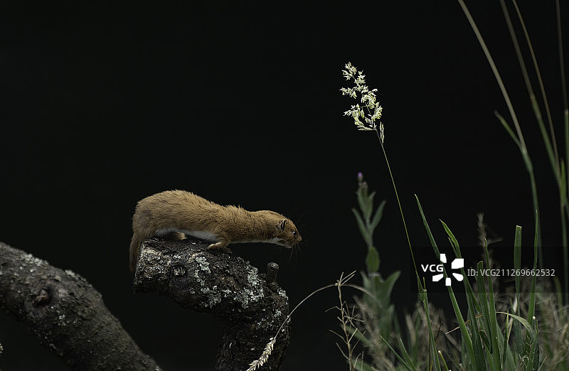 英国林field石头上的白鼬一览图片素材