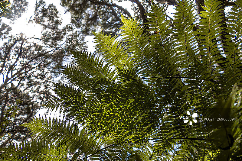 绿色蕨类植物下方的藏身处图片素材