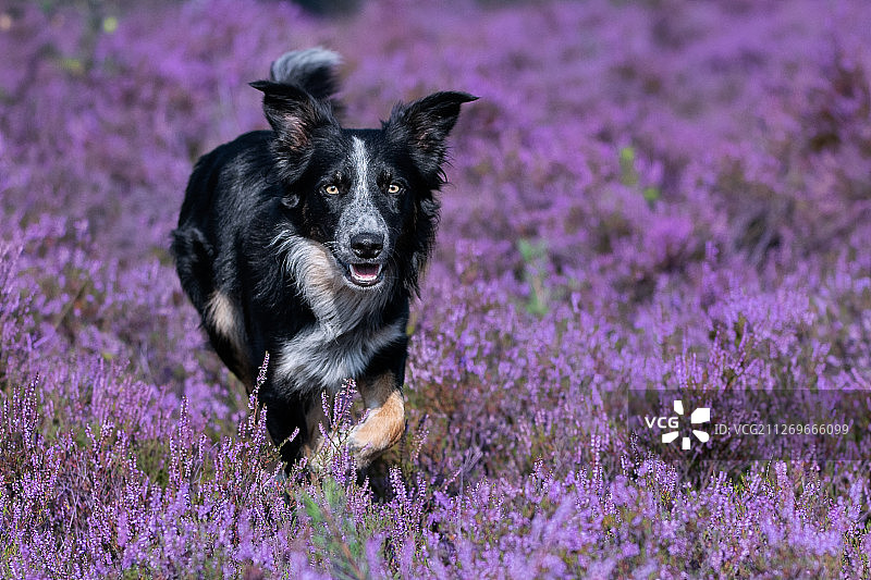 薰衣草田中的边境牧羊犬图片素材