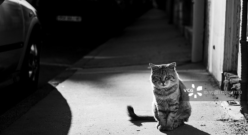 清晨阳光下走在街上的猫咪图片素材
