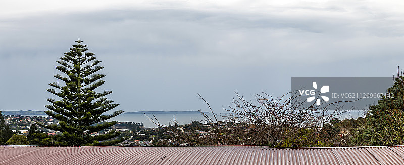 新西兰奥克兰布朗斯湾的树木景观图片素材