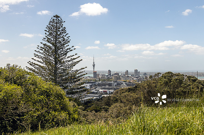 新西兰奥克兰布朗斯湾的树木景观图片素材
