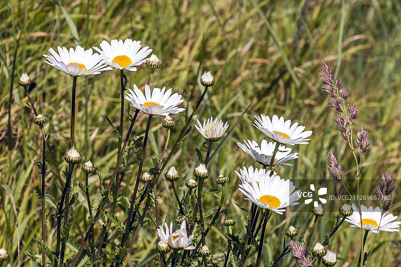 草地上的洋甘菊特写图片素材