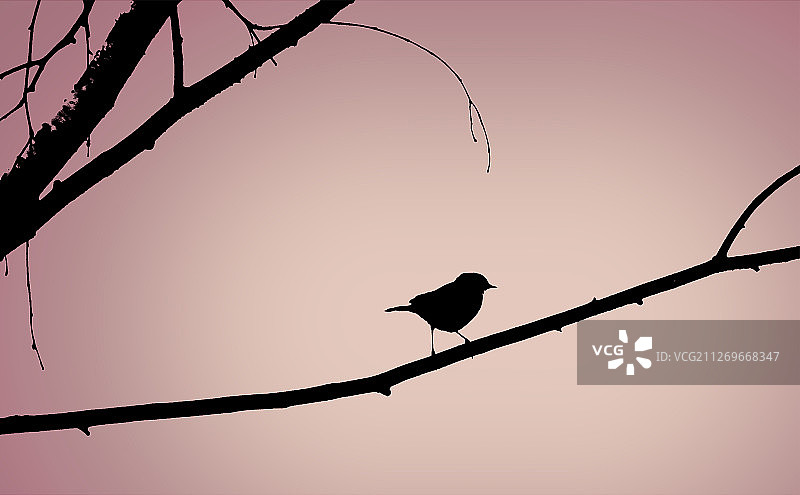 树枝上的鸟图片素材