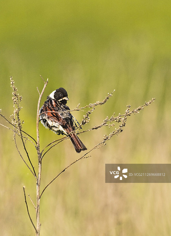 苇鹀特写图片素材