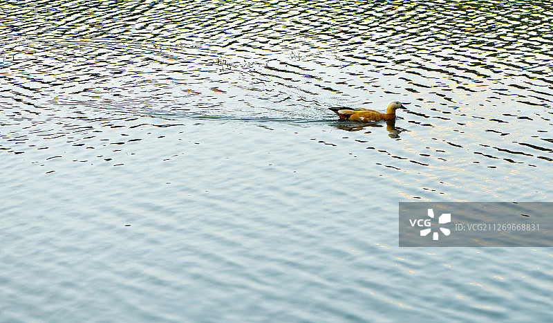 赤麻鸭在湖上图片素材