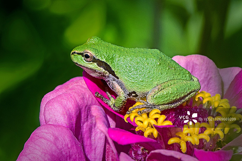 粉色花朵上的青蛙特写图片素材