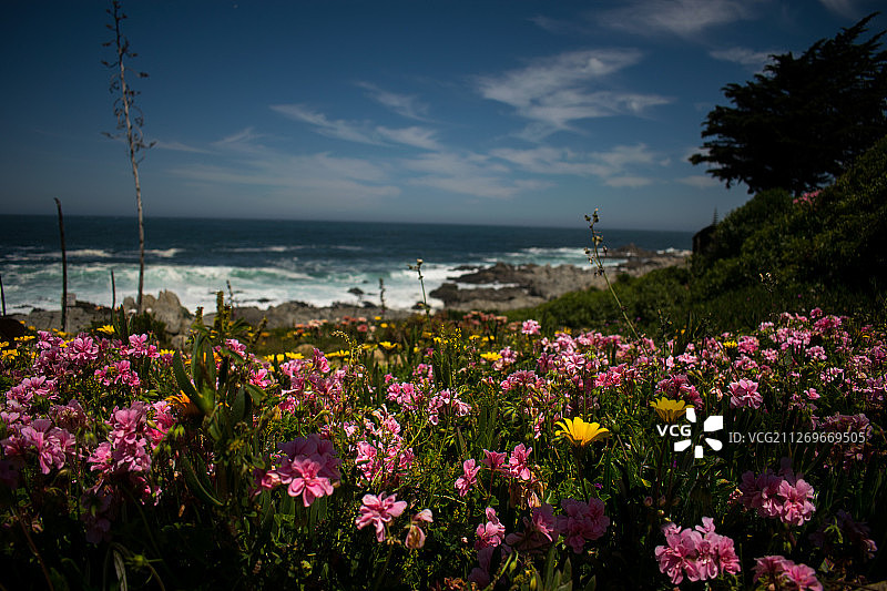 黑岛上的花朵，埃尔基斯科，智利图片素材