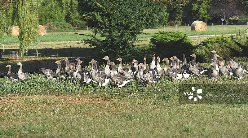 法国蒙卡雷鹅群景观图片素材