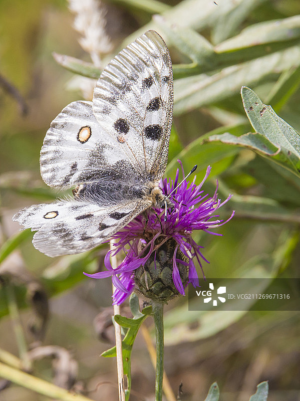 阿波罗绢蝶停留在刺蓟上图片素材