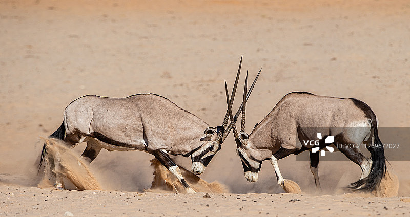 两只雄性东非剑羚（Oryx beisa）正在争斗图片素材